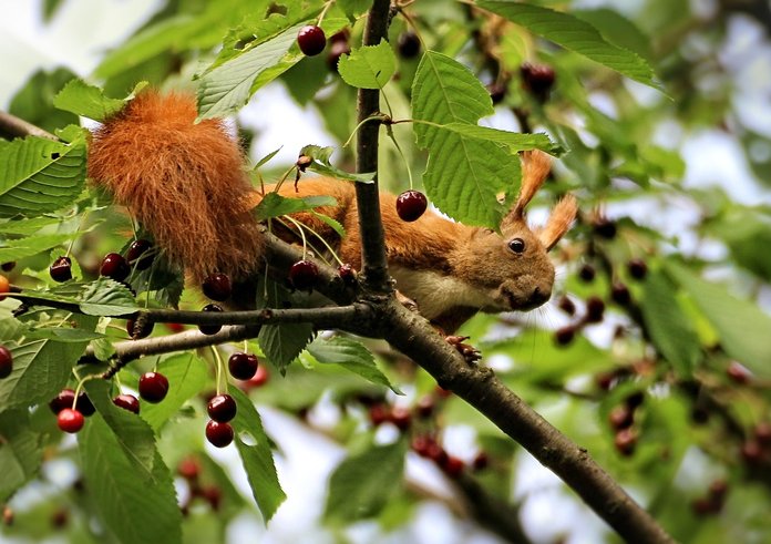 squirrel-1266573_1280