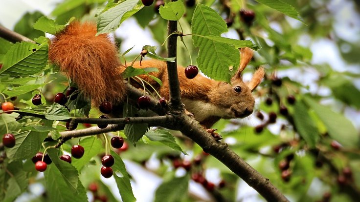 squirrel-1266573_1280