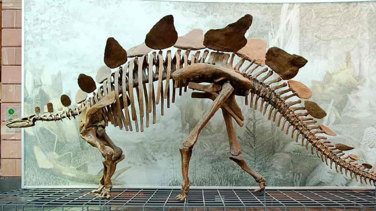 stegosaurus