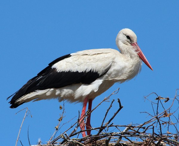 storks_white_stork_mountain_husen_stork_village_ciconia_ciconia_bird_animals_bill-773288