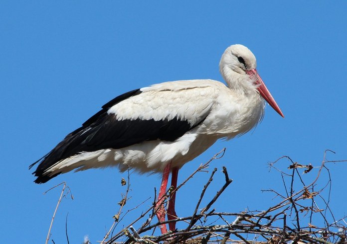 storks_white_stork_mountain_husen_stork_village_ciconia_ciconia_bird_animals_bill-773288