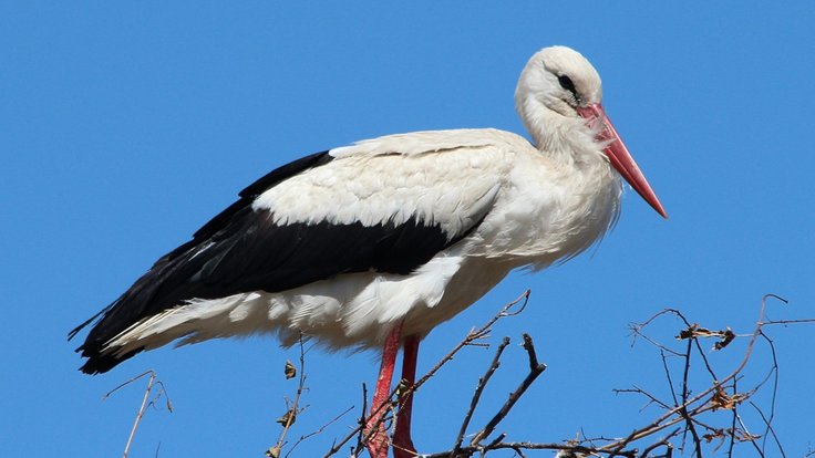 storks_white_stork_mountain_husen_stork_village_ciconia_ciconia_bird_animals_bill-773288