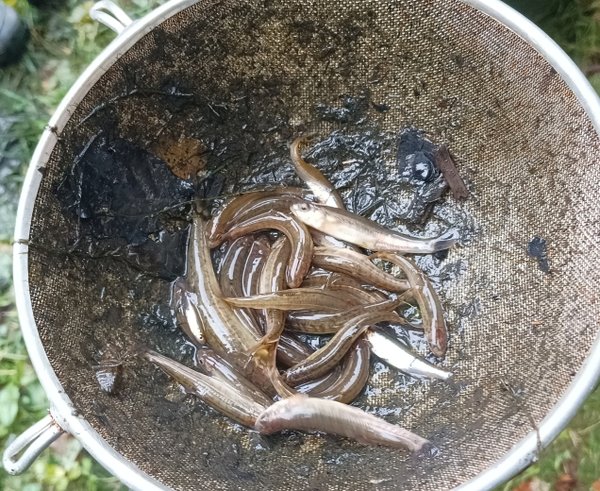 Revitalizace rybníčku na Vysočině pomohla vzácným rybám