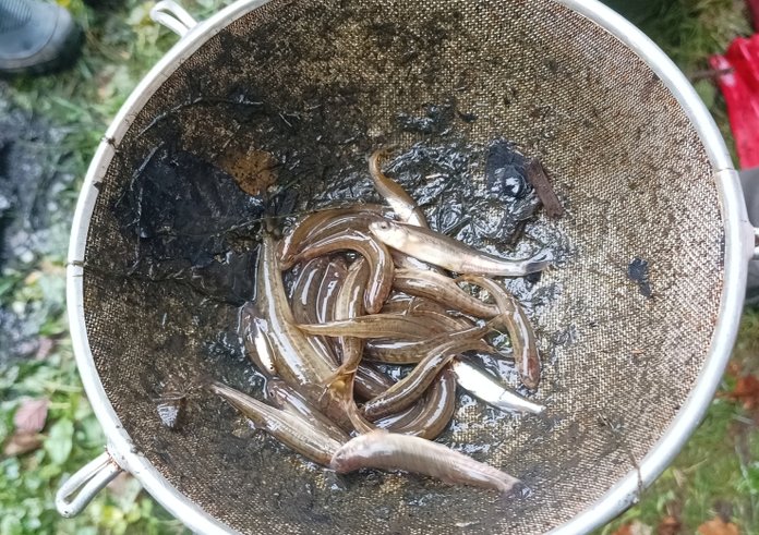 Revitalizace rybníčku na Vysočině pomohla vzácným rybám