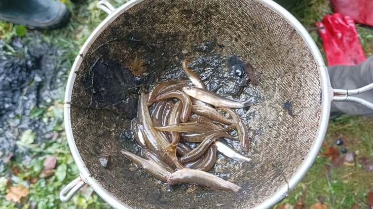 Revitalizace rybníčku na Vysočině pomohla vzácným rybám