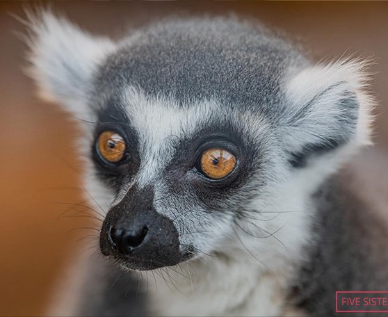 Nejstarší lemur Stumpy