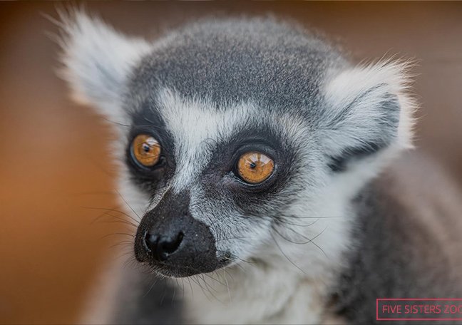 Nejstarší lemur Stumpy