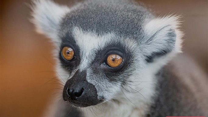Nejstarší lemur Stumpy
