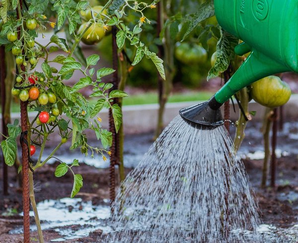 the-cultivation-of-5455003_1280