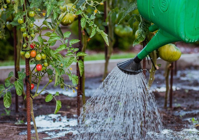 the-cultivation-of-5455003_1280