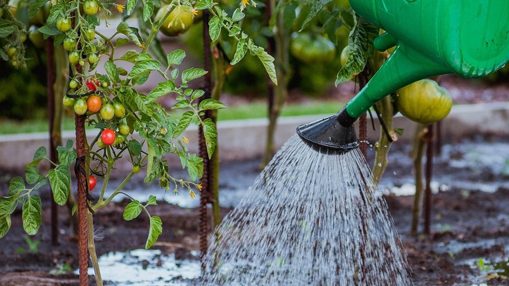 the-cultivation-of-5455003_1280