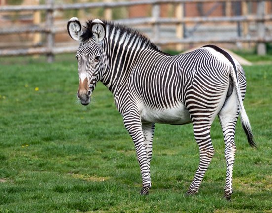 zebra Grévyho