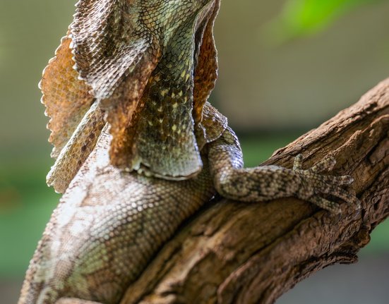 Agama límcová je nezaměnitelná díky svému kožnímu límci. Ten roztahuje nejen v nebezpečí, ale využívá ho částečně i jako termoregulátor či v období námluv.