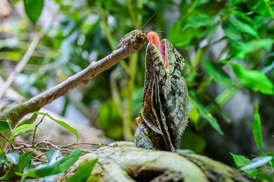 Agamy límcové coby hmyzožraví ještěři dostávají zejména cvrčky a sarančata.