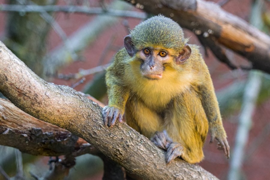 Jeden z nejmenších afrických primátů, talapoin severní