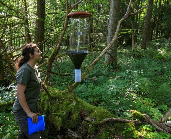 Lapač s feromony, který posloužil monitoringu nejvzácnějšího českého brouka, trnoštítce horského