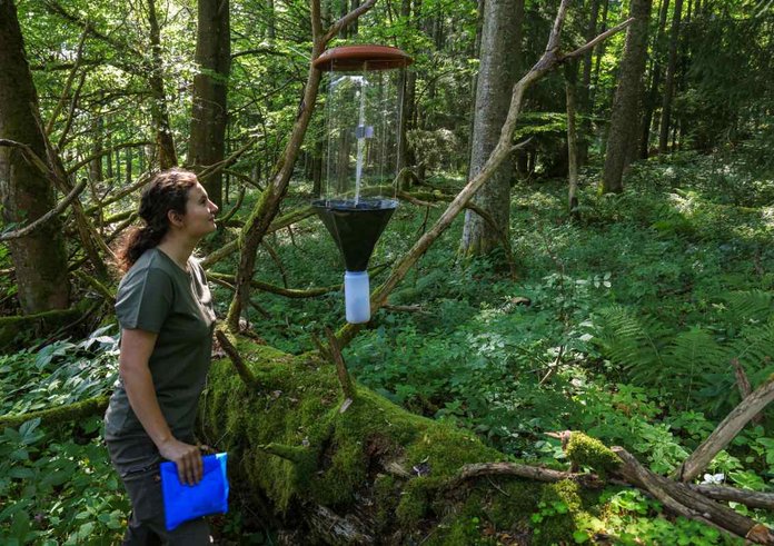 Lapač s feromony, který posloužil monitoringu nejvzácnějšího českého brouka, trnoštítce horského