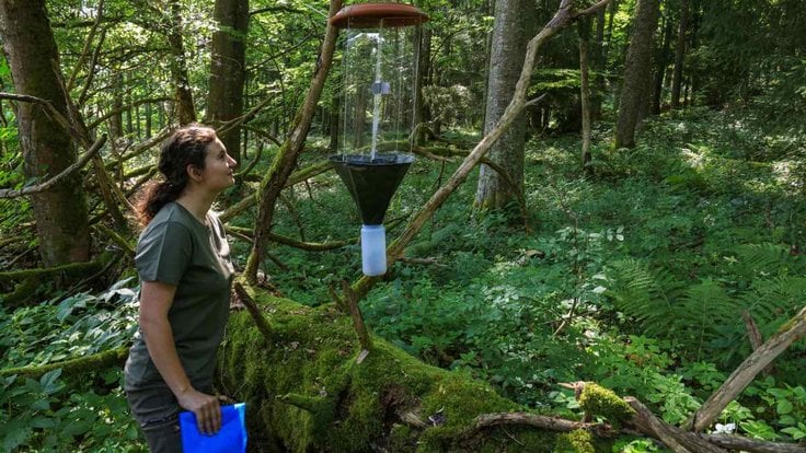 Lapač s feromony, který posloužil monitoringu nejvzácnějšího českého brouka, trnoštítce horského