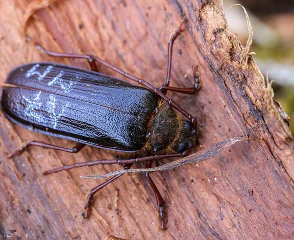 trnoštítec horský