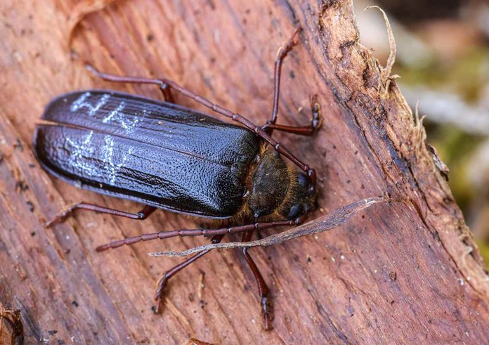 trnoštítec horský