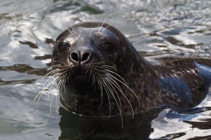 Samec Robbie z jihlavské zoo.