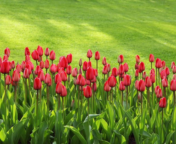 tulipány-ilustrační foto