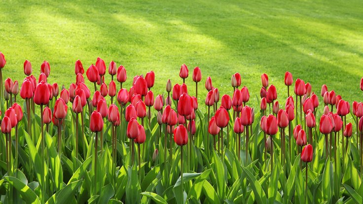 tulipány-ilustrační foto