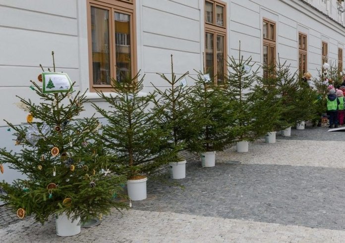 Stromečky z projektu Vánoční stromky dětem.