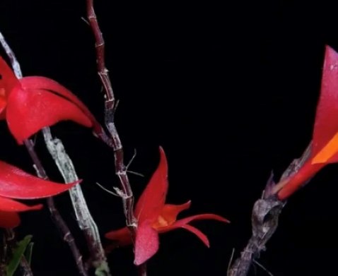 04. Dendrobium lancilabium subsp. wuryae  - CREDIT - Yanuar Ishaq Dwi Cahyo.jpg