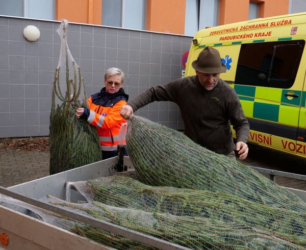 Vánoční stromky dětem od Lesů ČR