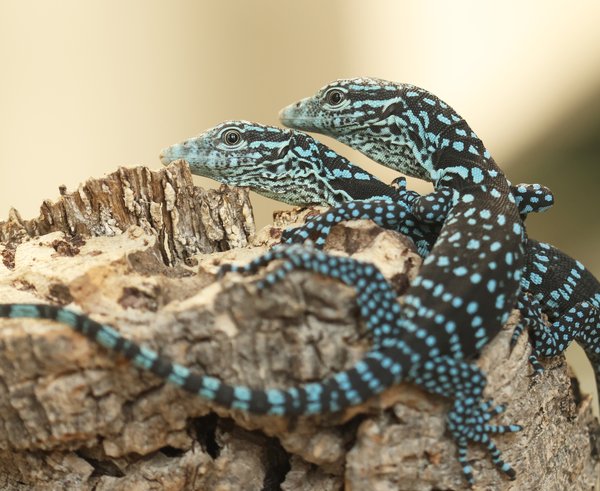 varanus-macrei-odchov 2025-km (117 dvojčata)