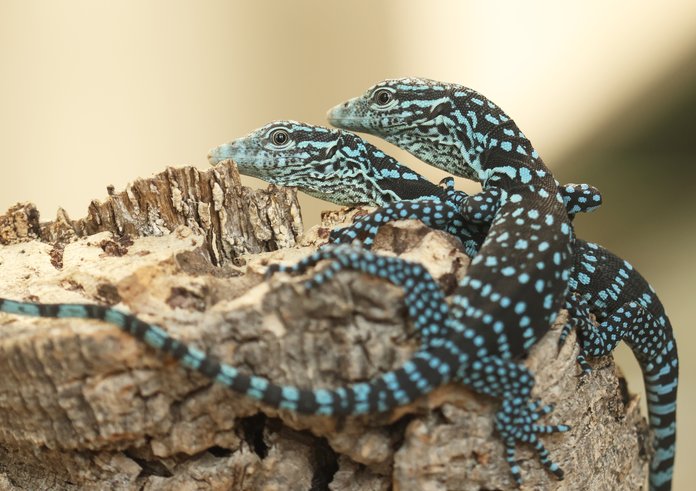 varanus-macrei-odchov 2025-km (117 dvojčata)