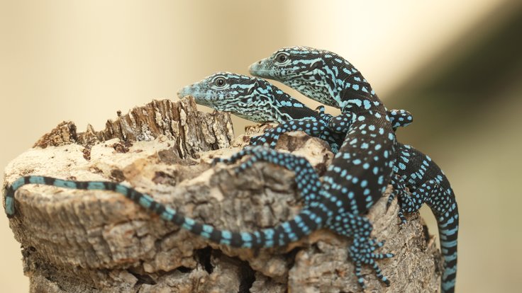 varanus-macrei-odchov 2025-km (117 dvojčata)