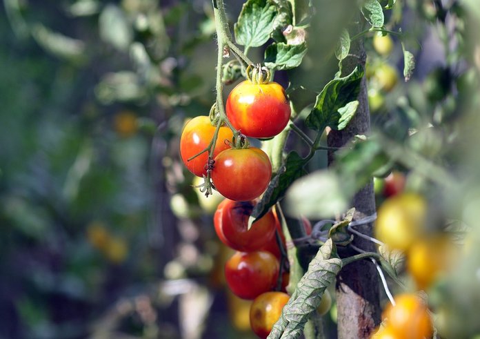 vegetables-7427230_1280
