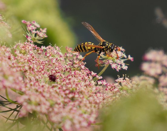 wasp-8163788_1280