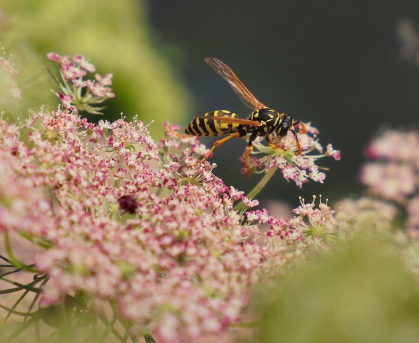 wasp-8163788_1280