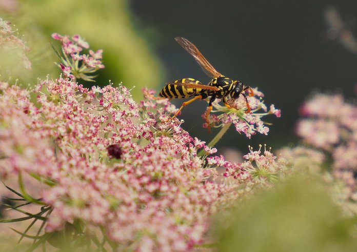 wasp-8163788_1280