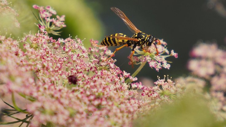 wasp-8163788_1280