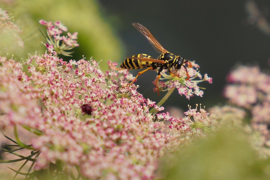 wasp-8163788_1280