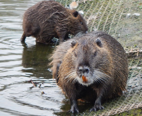 nutrie