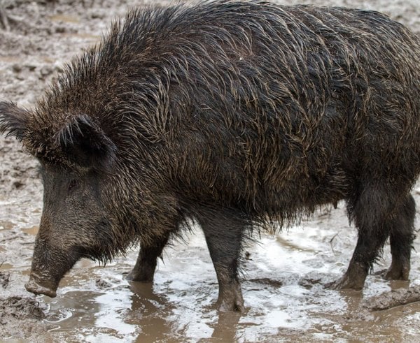 wild_wild_boars_forest_wild_boar-749347