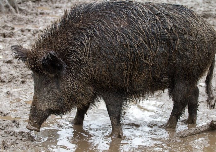 wild_wild_boars_forest_wild_boar-749347