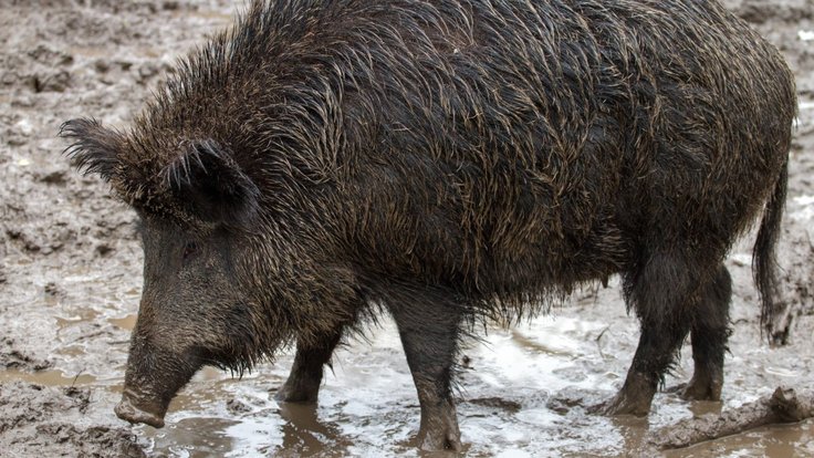 wild_wild_boars_forest_wild_boar-749347