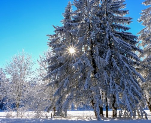 winter-1730790251WL3