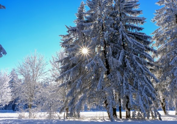 winter-1730790251WL3