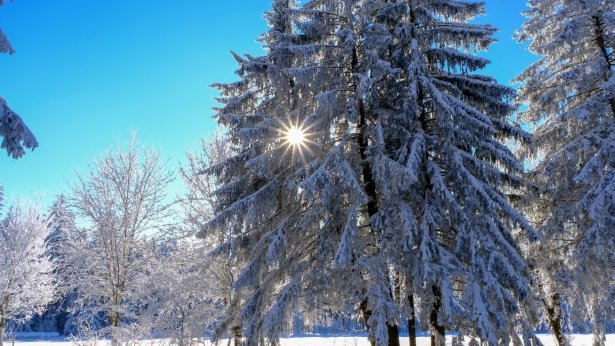 winter-1730790251WL3