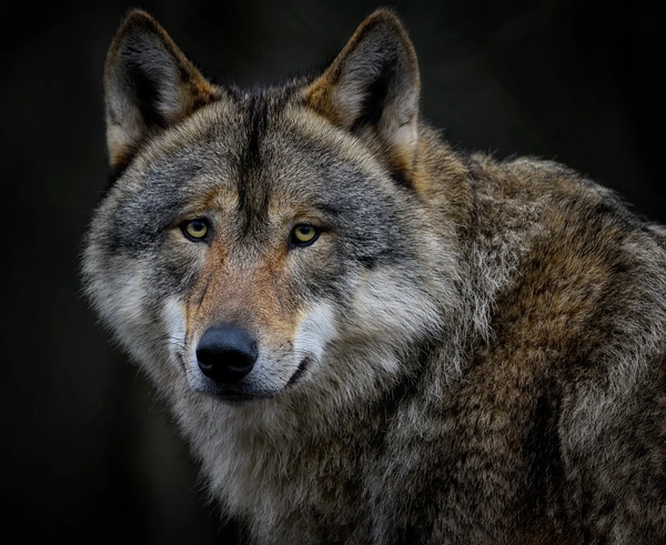 wolf-7787503_1280