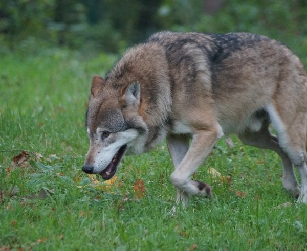 wolf_predator_nature_animal_world_furry_hunter_wildlife_photography_landscape-928119