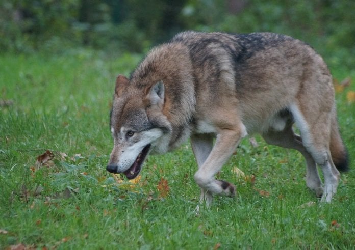 wolf_predator_nature_animal_world_furry_hunter_wildlife_photography_landscape-928119