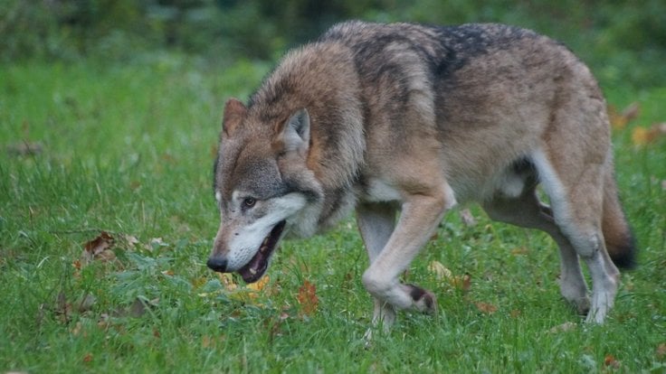 wolf_predator_nature_animal_world_furry_hunter_wildlife_photography_landscape-928119